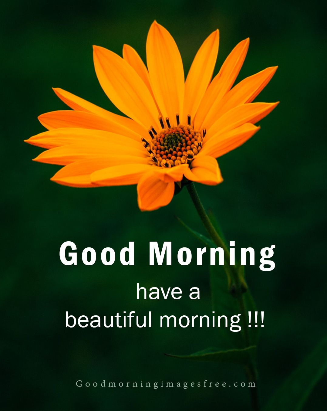 Beautiful Good Morning Images Free - Infoupdate.org