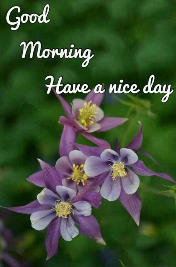 good morning have a nice day wallpaper