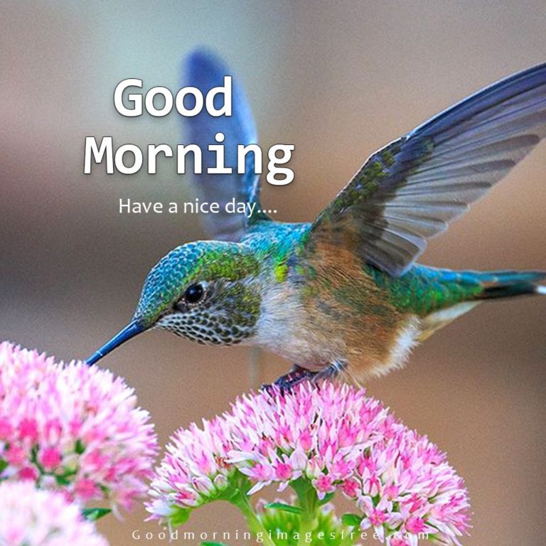 Best Good Morning Birds Images Wishes Quotes Status