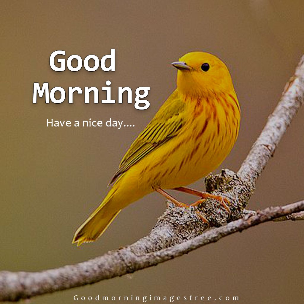 85 Best Good Morning Birds Images Wishes Quotes Status