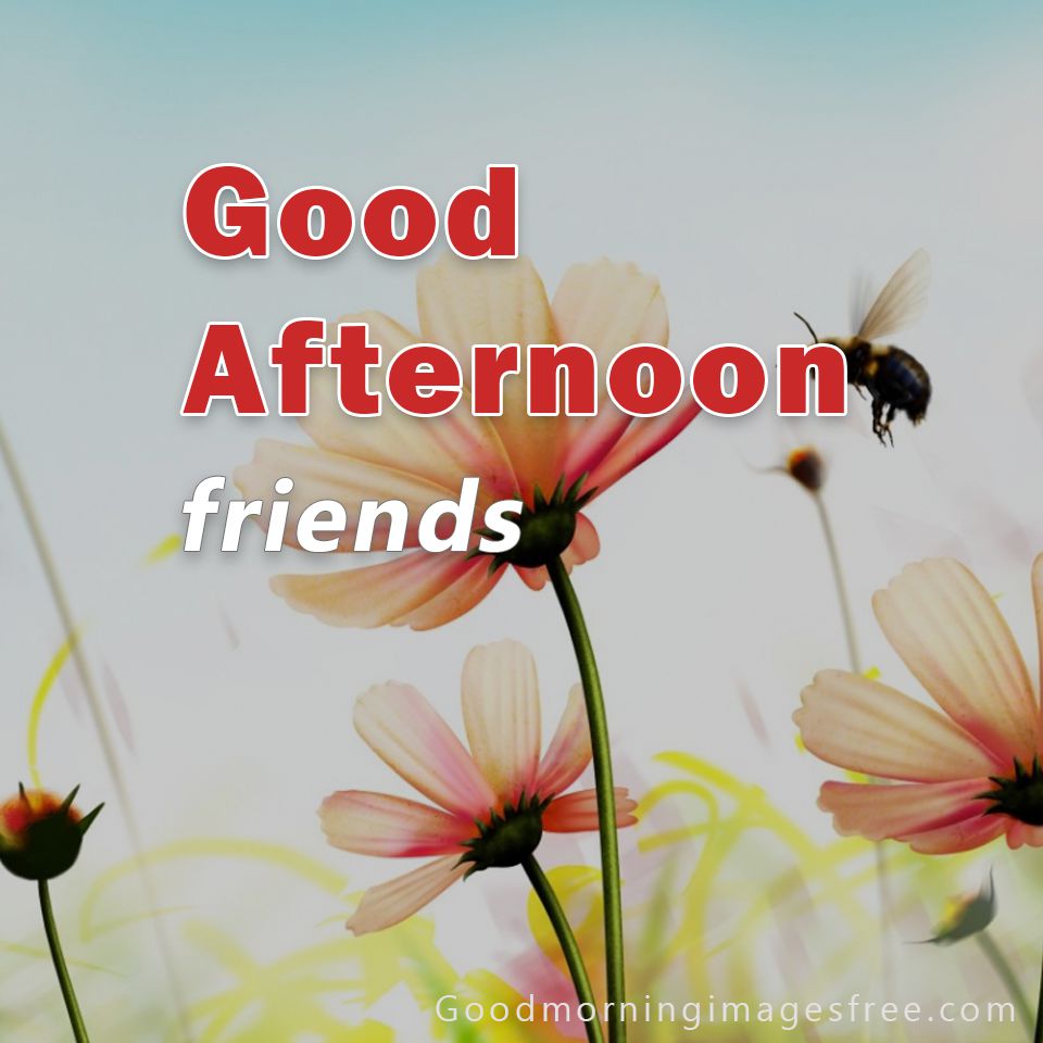 105+ Best Good Afternoon Images, Quotes, Pics HD Download