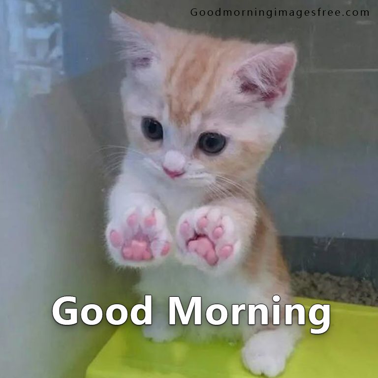 Funny Cat Good Morning Meme